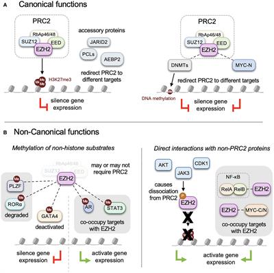 Non-canonical functions of EZH2 in cancer
